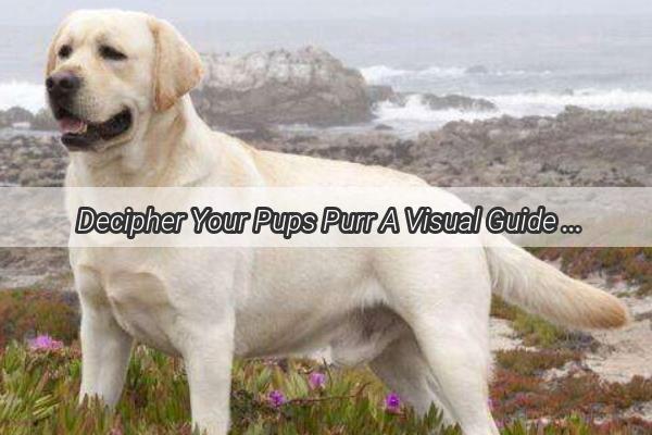 Decipher Your Pups Purr A Visual Guide to Dog Body Language You Cant Miss